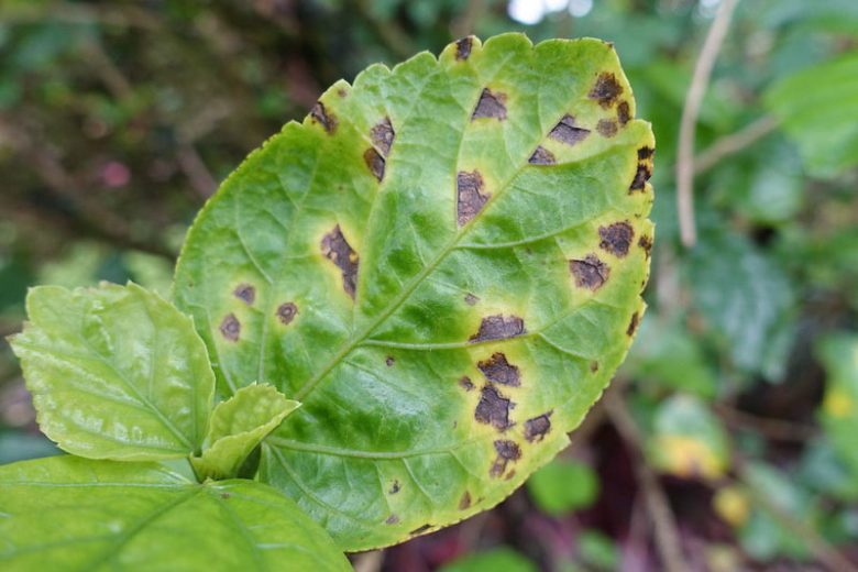 Leaf Spot