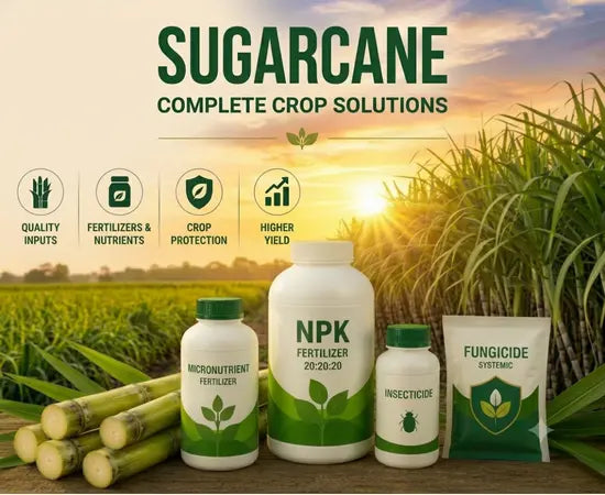 sugarcane banner