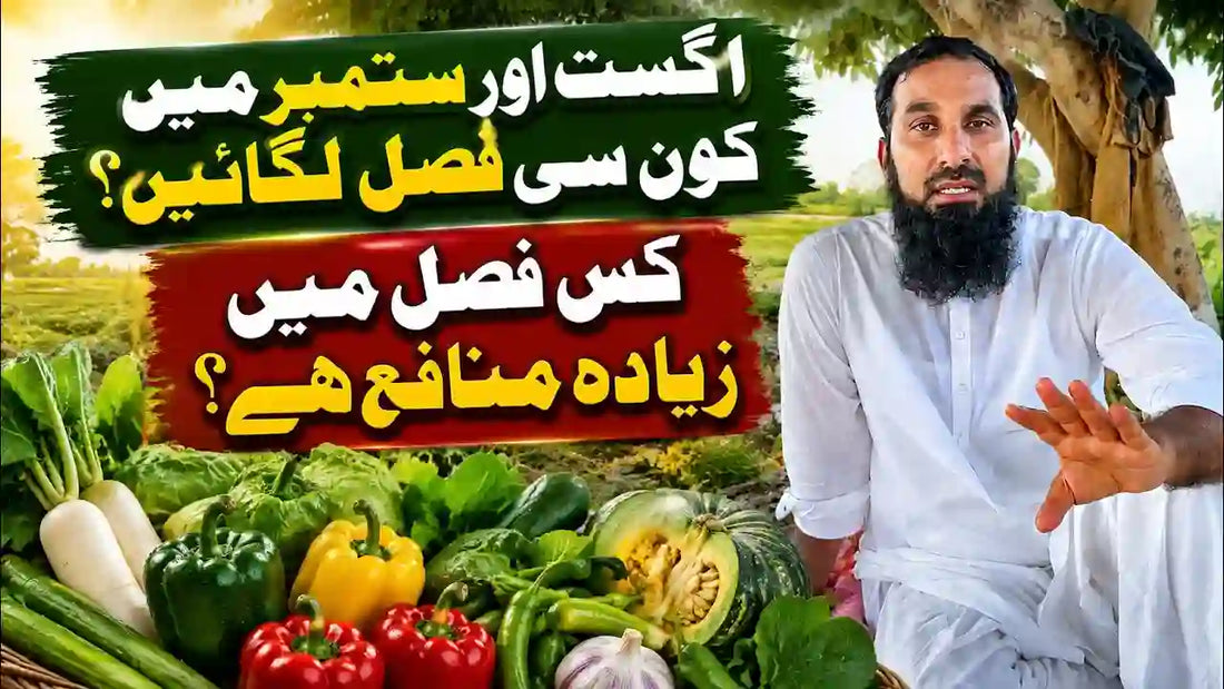 10 pofitable crops in august and september