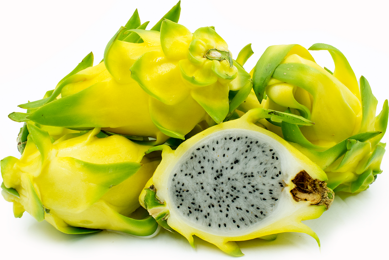 Dragon Fruit Plant Asrali Yellow 3 Plants Dragon Fruit Now Available Best Plant Seller Online IR Farm