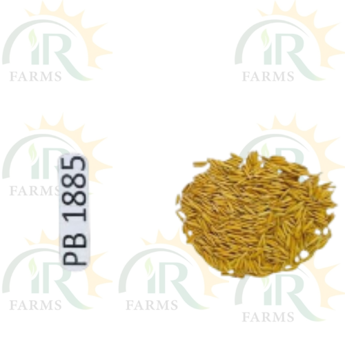 PB 1885 5kg Rice Seed Paddy Seed Pusa Basmati Rice Crop IR Farm