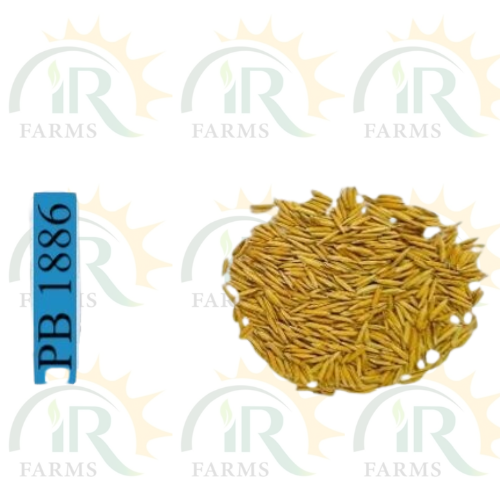 PB 1886 5kg Rice Seed Paddy Seed Pusa Basmati Rice Crop IR Farm