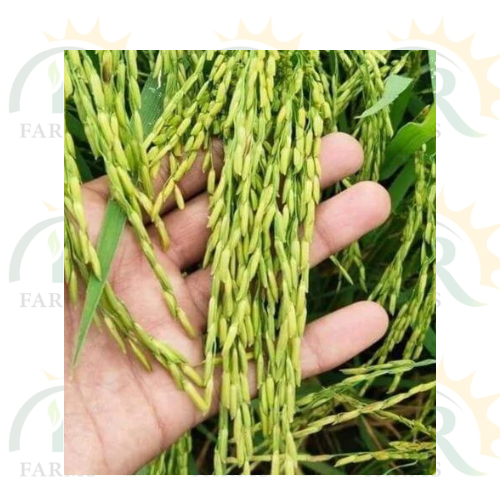 Rice Seed Pusa 1847 Basmati 5kg Improved Version Pusa PB 1847 IR Farm