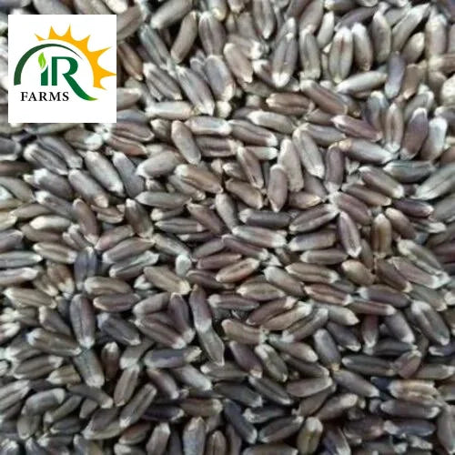 Organic Black Wheat Seed 1kg Best For Health Best For Bran Wheat Flour