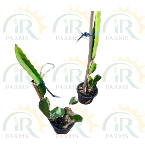 Dragon Fruit Plant Aussie Gold 3 Plant Dragon Fruit Now Available IR Farm