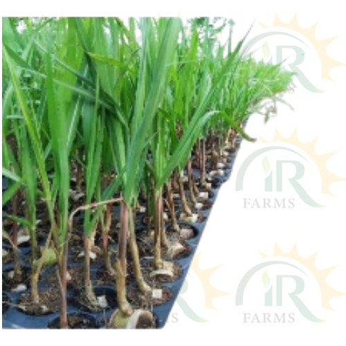 Sugarcane Seedlings for 1 canal 750pcs Ready Seedlings to plant in fields 35days plant age almost Sugarcane nursery IR Farm