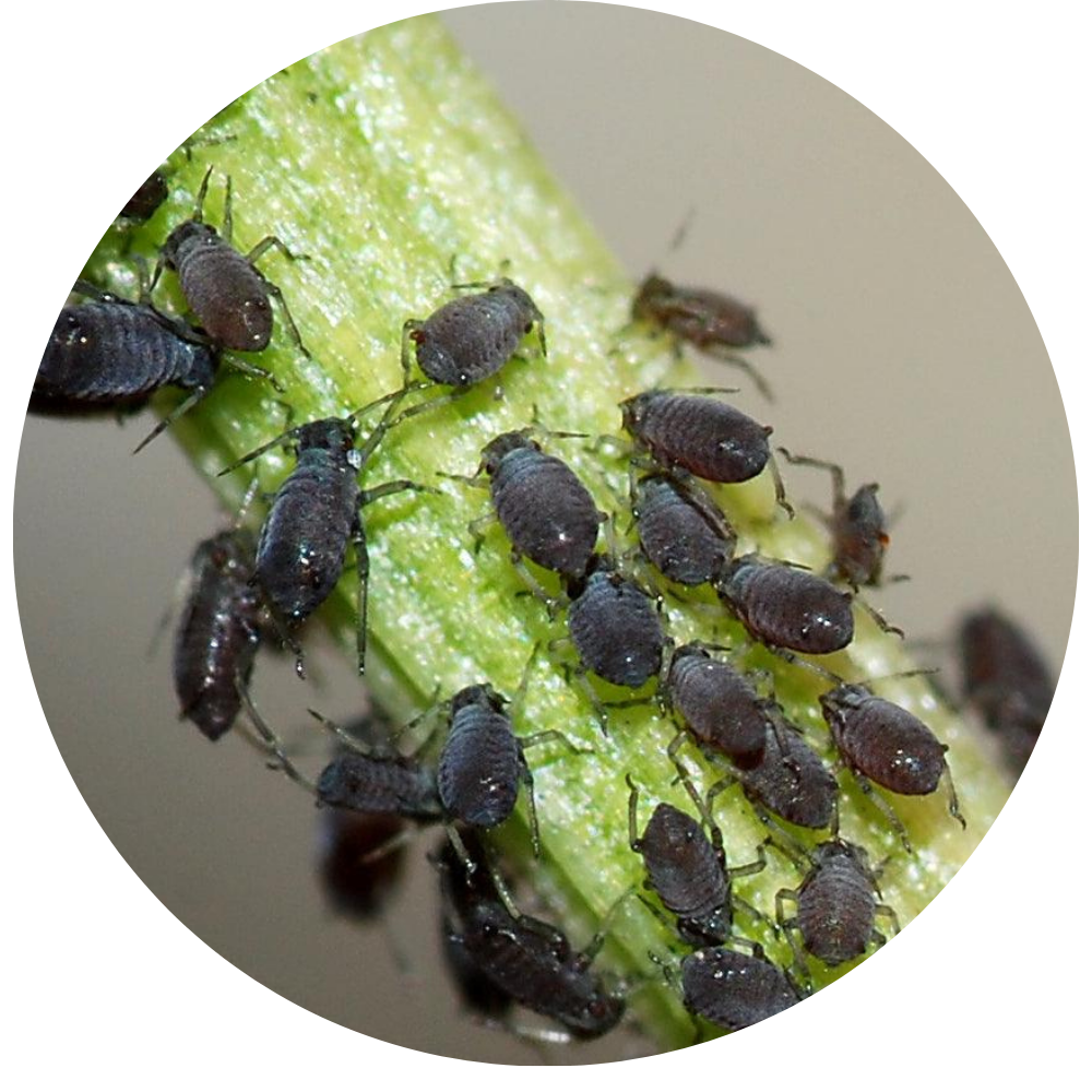 Aphids