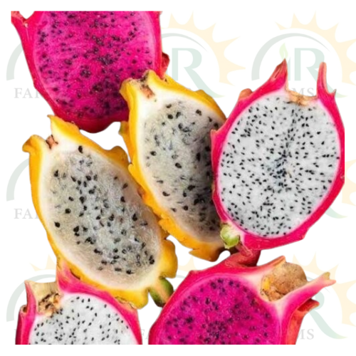 Dragon Fruit Plant Sayam Red 3 Plant Or Colambia Red Or White Dragon IR Farm