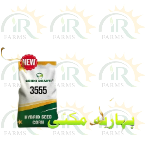 3555 Sohni Dharti Hybrid Corn Seed 10kg - Top Quality Spring & Grain Maize Seed for Pakistan IR Farm