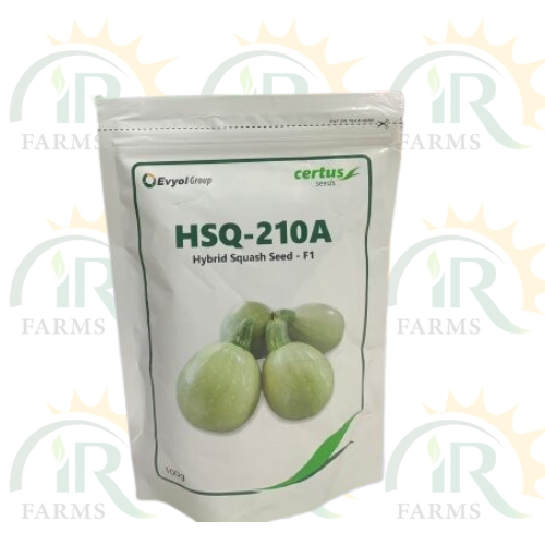 Hsq 210a Hybrid Squash Seed F1 100gm Certus Seeds Evyol Group Combagro Maro Kaddu Variety K Hsq 1 Tindi IR Farm