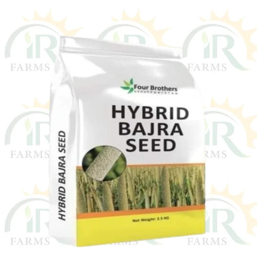 Hybrid Bajra 2.5kg 86m84 Variety Indian Source Bio Trader Tarzan Four Brothers Bajra Seed باجرہ Long Grain Bajra Pearl Millet Seed