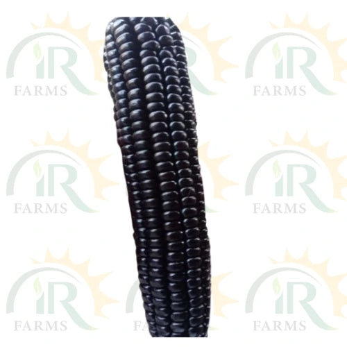 Black Aztec (zea Mays) Black Corn - Approximately 25 Seeds Mais Seed Black Maize Seed Kali Makkai کالی مکئ