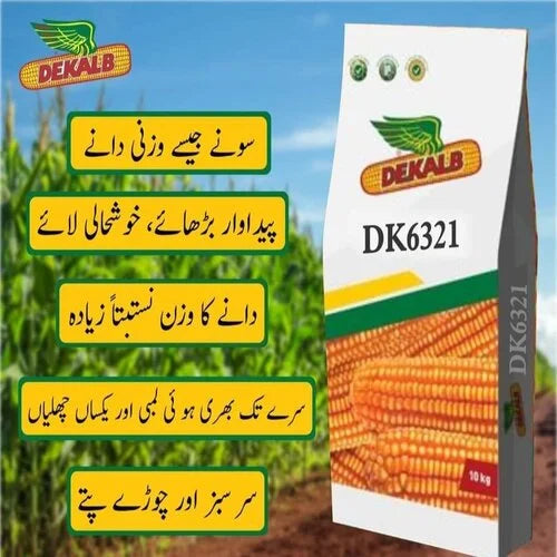 Dk 6321 Hybrid Corn Seed 10kg Monsanto Dekalb Bayer Maize Seeds Spring Corn ہائبرڈ بہاریہ مکئی