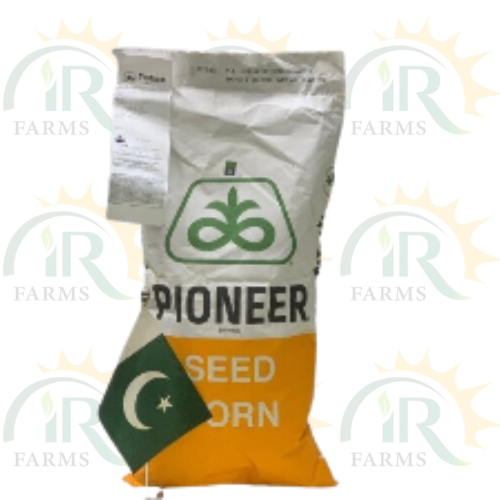 P2088 Hybrid Corn Seed Pioneer Brand 3500 Kernels Corteva Spring Corn ہایبریڈ بیج بہار یہ مکئی Corteva P 2088 Maize Seed IR Farm