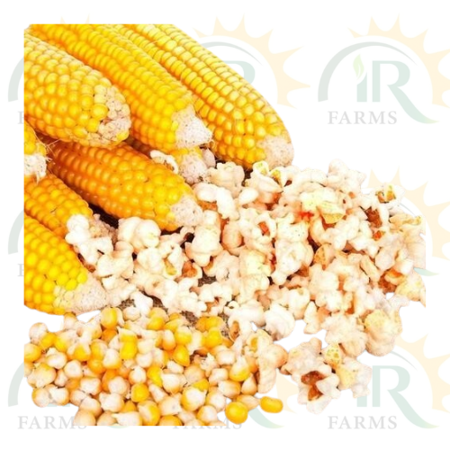 Popcorn Kernel Seeds - 500g Imported Brazil Gluten Free Sunbeam Popcorn