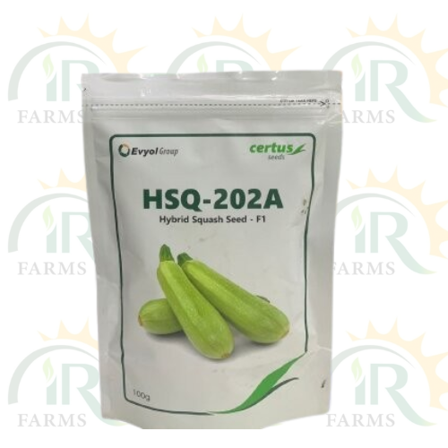 Hsq 202a Hybrid Squash Seed F1 100gm Certus Seeds Evyol Group Combagro Maro Kaddu Variety Zumero IR Farm