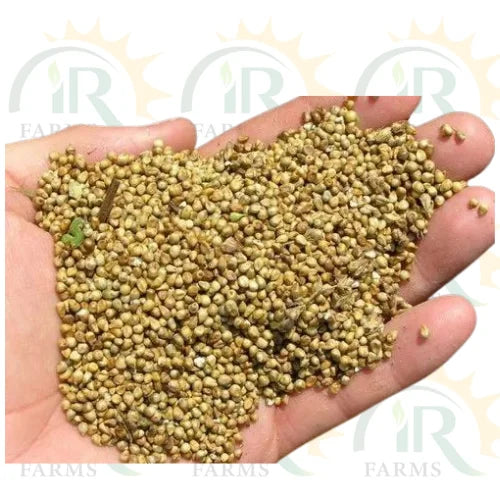 Bajra 500gm Long Grain Bajra Pearl Millet Seeds Indian Source