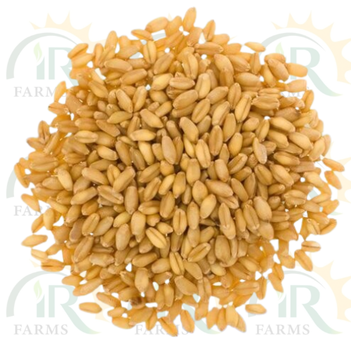 Dwb 187 5kg Wheat Seed Indian Wheat High Potential Variety Of Wheat IR Farm