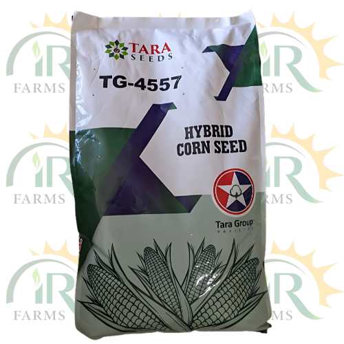 Tara TG 4557 Hybrid Corn Seeds - 35,000 High-Yield Seeds