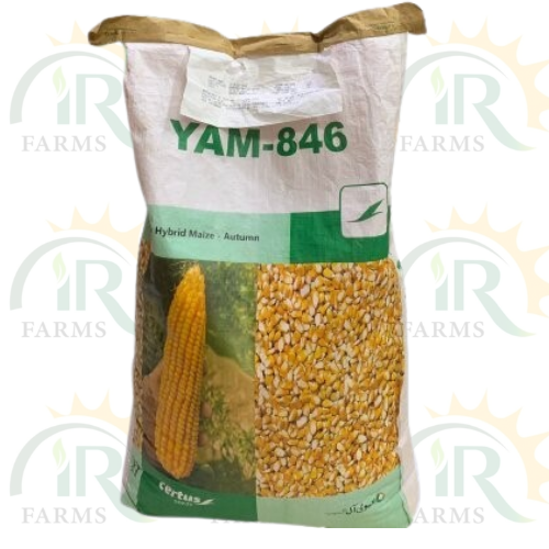 Yam 846 Hybrid Corn Seed 10kg Hybrid Yellow Maize Seed Evyol Group ہایبریڈ بیج مکئی IR Farm