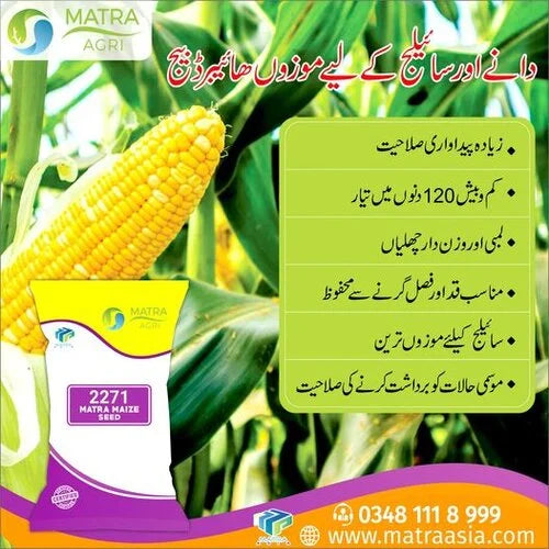 Hybrid Corn Seed 2271 10kg Matra Asia Hybrid Maize Seed Best For Sillage And Grain Green