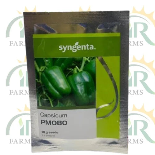 Pm080 Capsicum Hybrid F1 Seed 10gm Treated With Thiram And Carbendazim Syngenta Pakistan Limited Shimla Mirch Ka Beej شملہ مرچ کے بیج