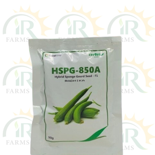 Hybrid Sponge Gourd Seed F1 HSPG 850A 50GM Radhika Tori beej Certus Seed Evyol Group IR Farm