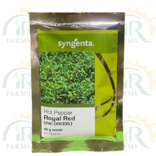 Royal Red Hot Pepper Chilli Seed F1 Hybrid Seed 40gm Seeds Syngenta Pakistan Chili Seed