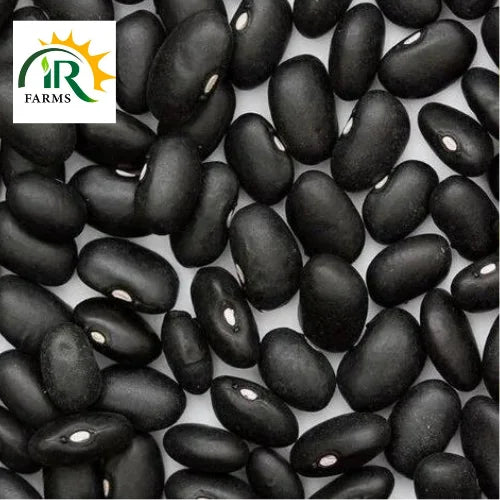 Black Turtle Bush Bean Seeds 1kg Great For Drying Kala Lobia