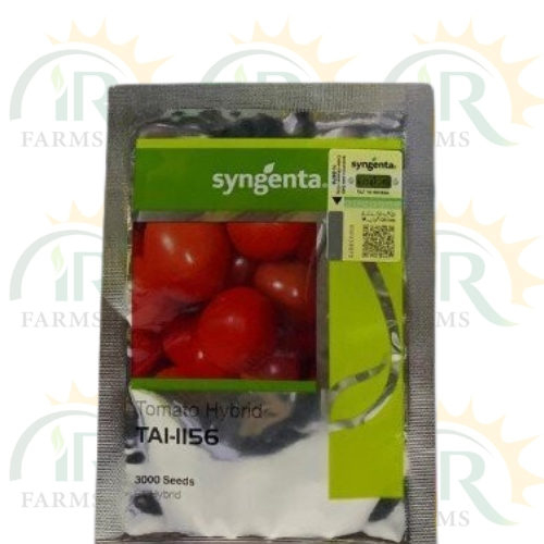 Tomato Hybrid TAI 1156 3000 Seeds F1 Syngenta Seeds IR Farm