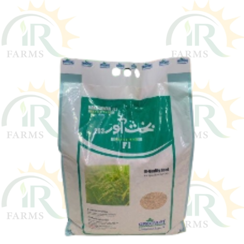 Bakhtawar 203 Hybrid Rice F1 5kg White Greenlet International Mungi Seed Paddy Seed IR Farm