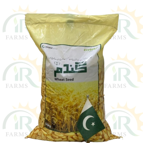 Akbar Wheat Seed 50kg - High Quality Certus Gandum IR Farm