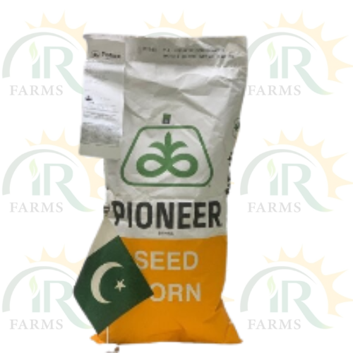 Shahkar Hybrid Corn Seed 35000 Kernels Pioneer Corn Seed Corteva Agri Science Spring Corn ہایبریڈ بیج بہار یہ مکئی شاہکار شہکار IR Farm