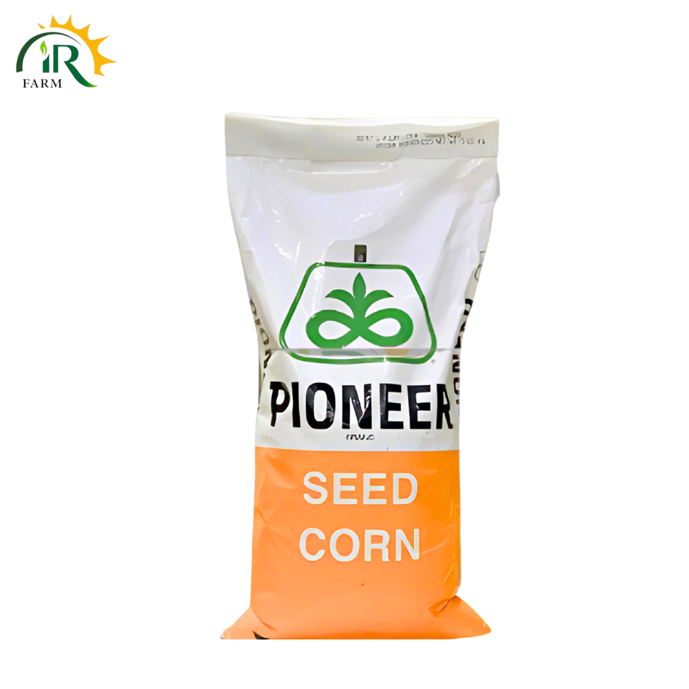 30y87 Hybrid Corn Seed Pioneer Brand 35000 Kernels Cortiva Autumn Corn