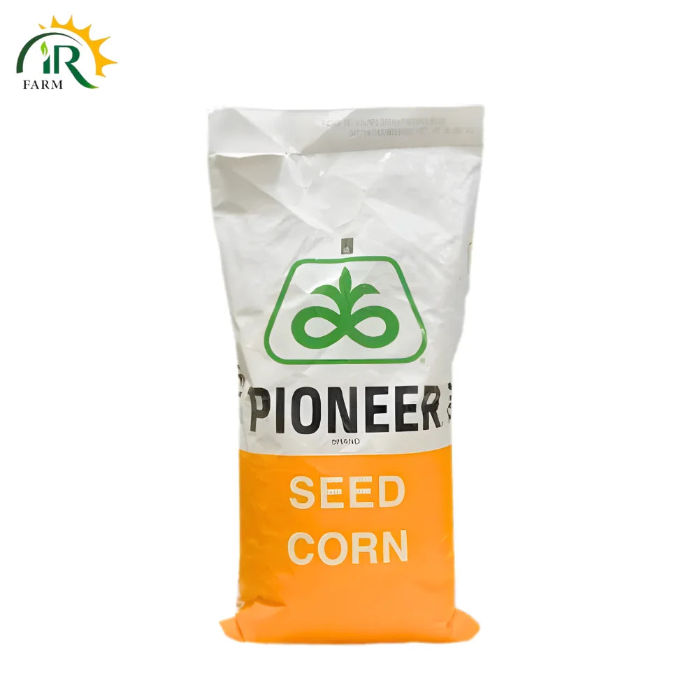 31P41 Hybrid Corn Seed