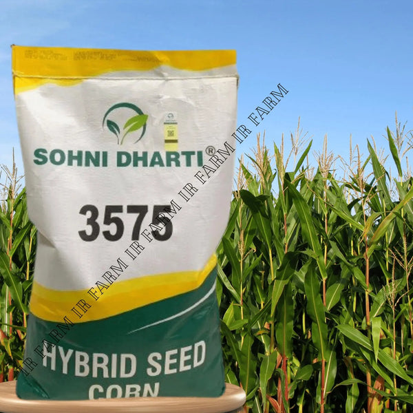 3575 Sohni Dharti Corn Seed - IR Farm