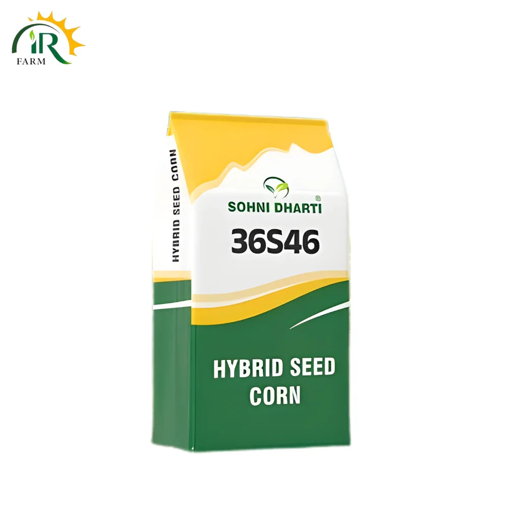 36S46 Hybrid Corn Seed PNG
