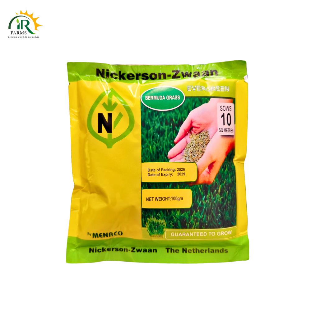 Bermuda Grass Seed 100GM – Evergreen Lawn Seed by Menaco | Covers 10 Sq Meters | Home Garden Turf Solution