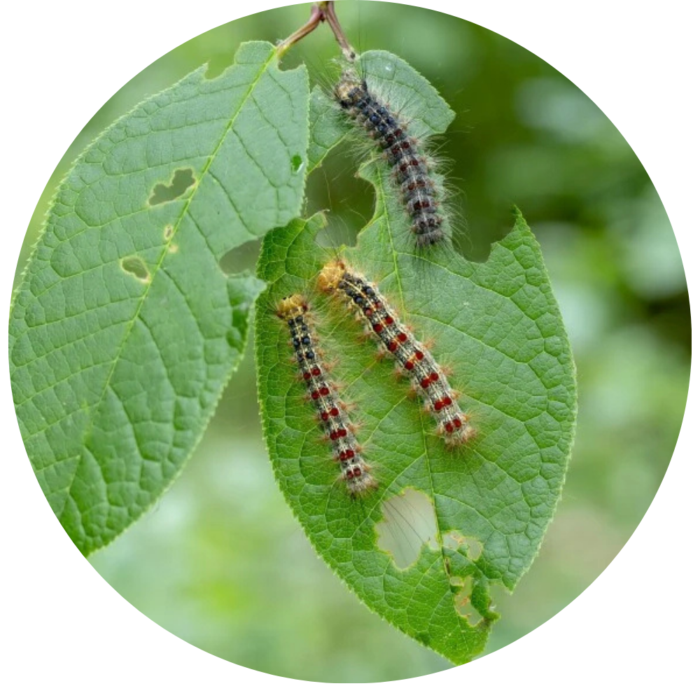Leaf Eating Caterpillars