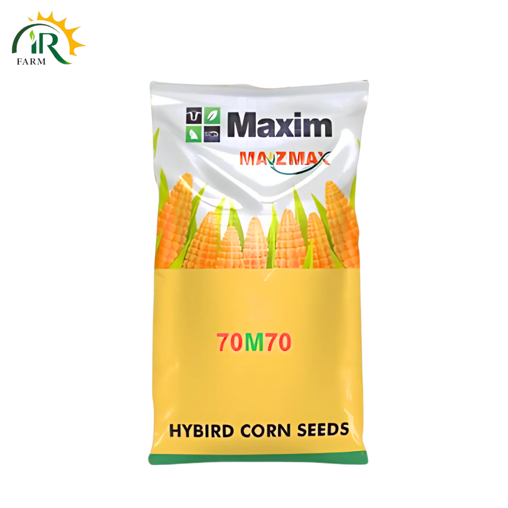 70M70 Maxim Double Cross Hybrid Silage Corn Seed | 35,000 Kernels for 1 Acre | High-Yield Silage Corn