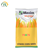 70M70 Maxim Double Cross Hybrid Silage Corn Seed | 35,000 Kernels for 1 Acre | High-Yield Silage Corn