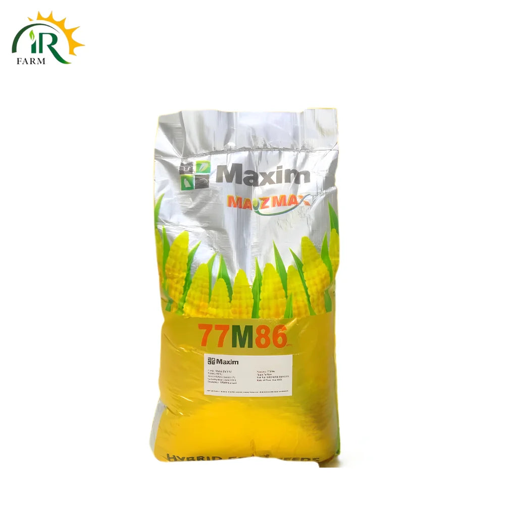 77m86 Maxim Single Cross Hybrid Grain Corn Seed