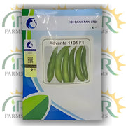 Advanta 1101 F1 Sponge Gourd Hybrid Seeds 50gm – High Yield & Virus Resistant | ICI Pakistan