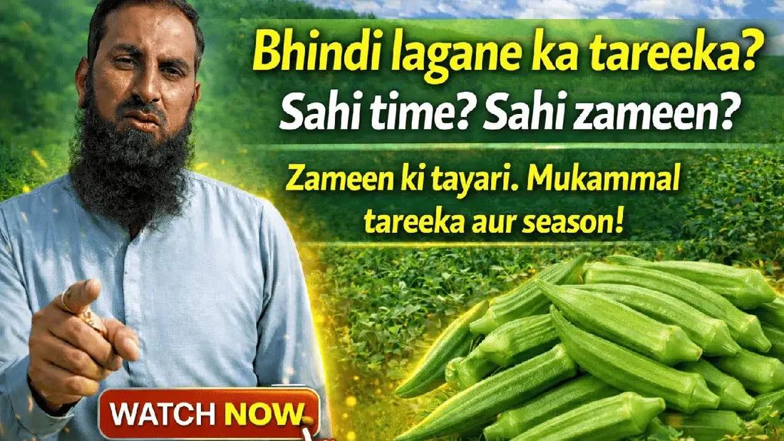 bhindi lgany ka treka