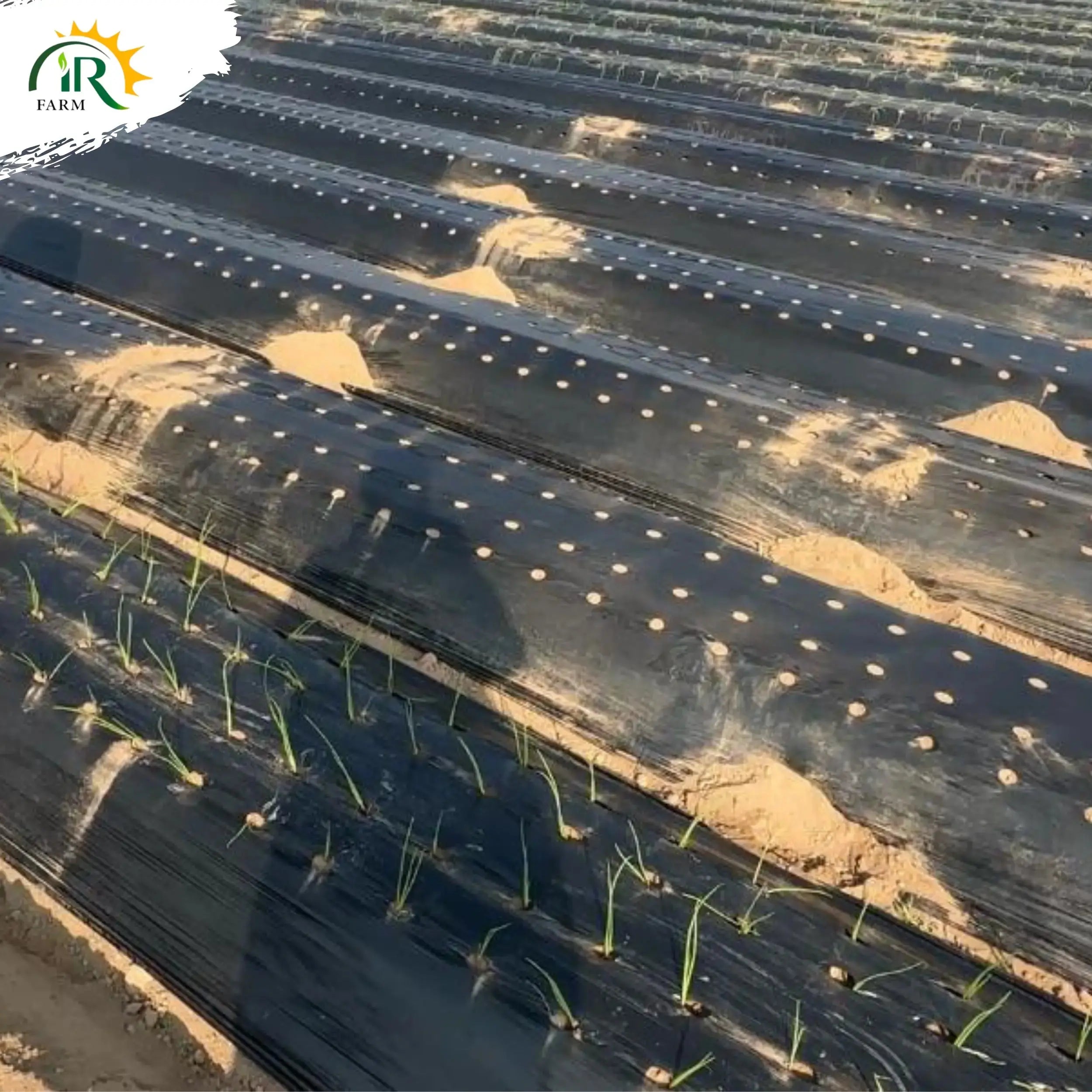 Black Mulch Sheet with Holes, 3.5 ft Width, 25 kg Roll –