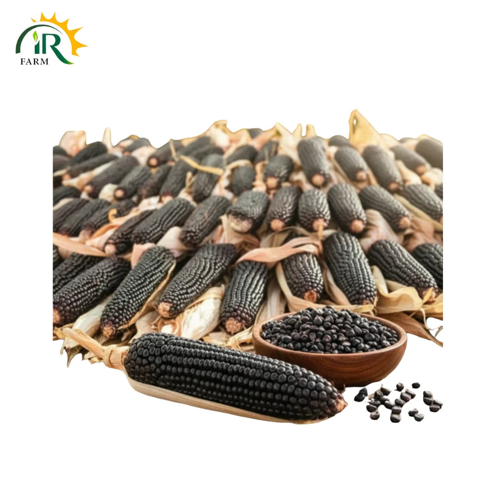 Black Aztec Black Corn Seeds