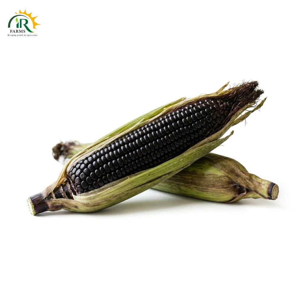 Fresh Black Corn Cob - Premium, High-Antioxidant, Sweet Heirloom Kalli Challi from IR Farm