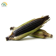 Fresh Black Corn Cob - Premium, High-Antioxidant, Sweet Heirloom Kalli Challi from IR Farm