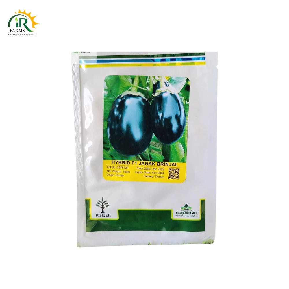 Hybrid Brinjal Seed - Janak F1 Hybrid Seeds