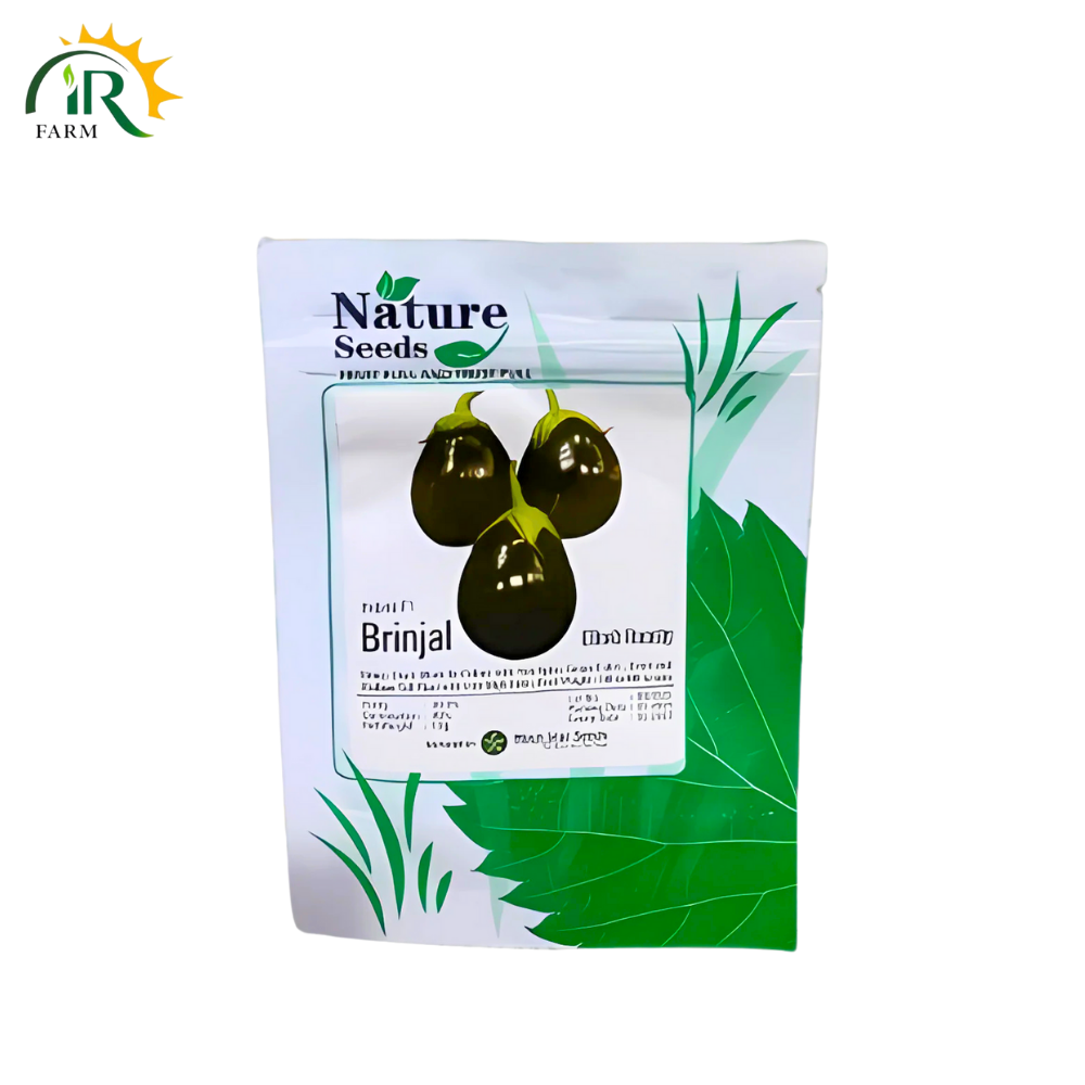 Brinjal F1 Hybrid Seeds – Black Beauty (10GM) | High Yield Eggplant | Moonstar Superior Seeds